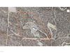 17350 W Encelia Ct photo